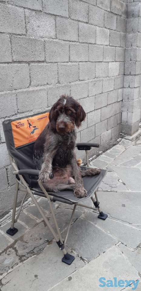 Продам щенков породы драхаар, фотография 3