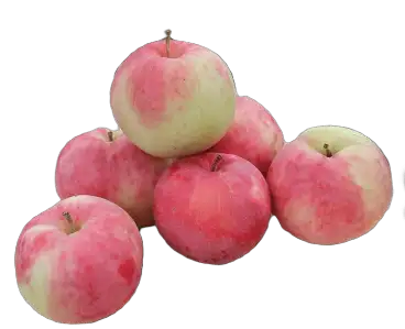 Яблоки Боровинка, фотография 1