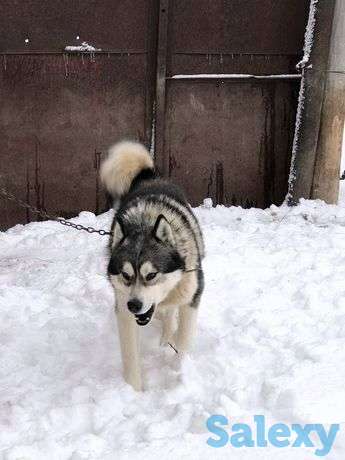 Собака хаскиииии, фотография 1