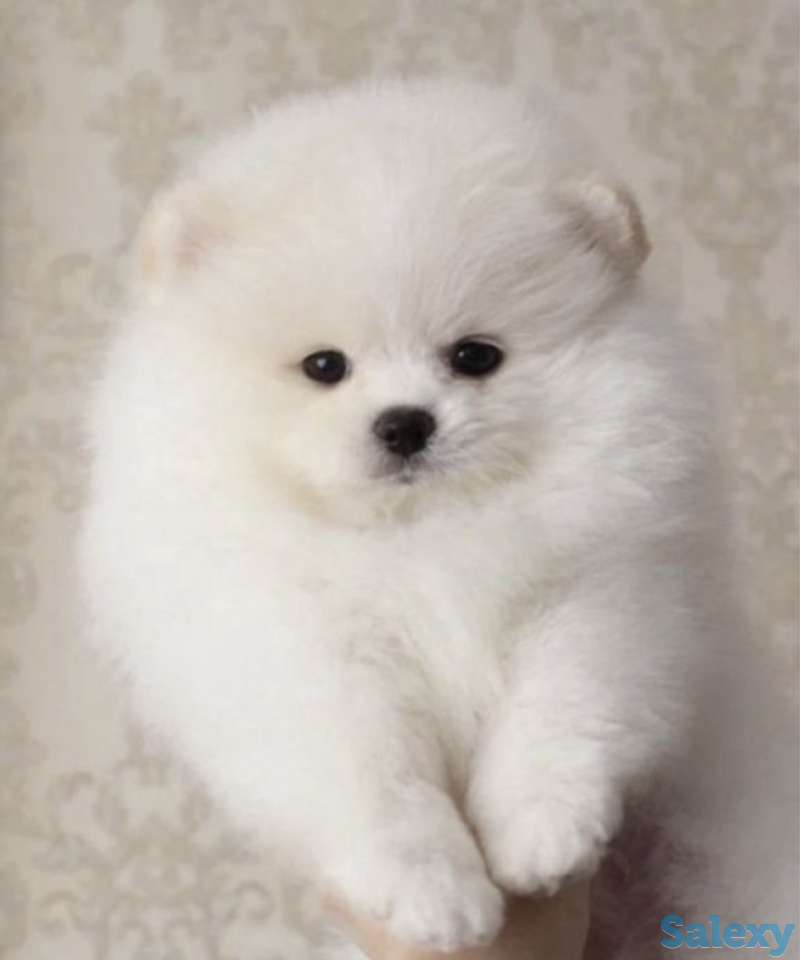 В продаже щенки померашки, фотография 2