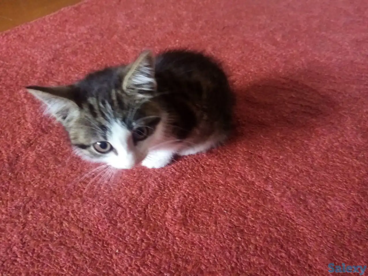 Отдам котенка в добрые руки, фотография 1