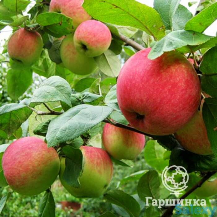 Яблоня бумажное с/п, фотография 1