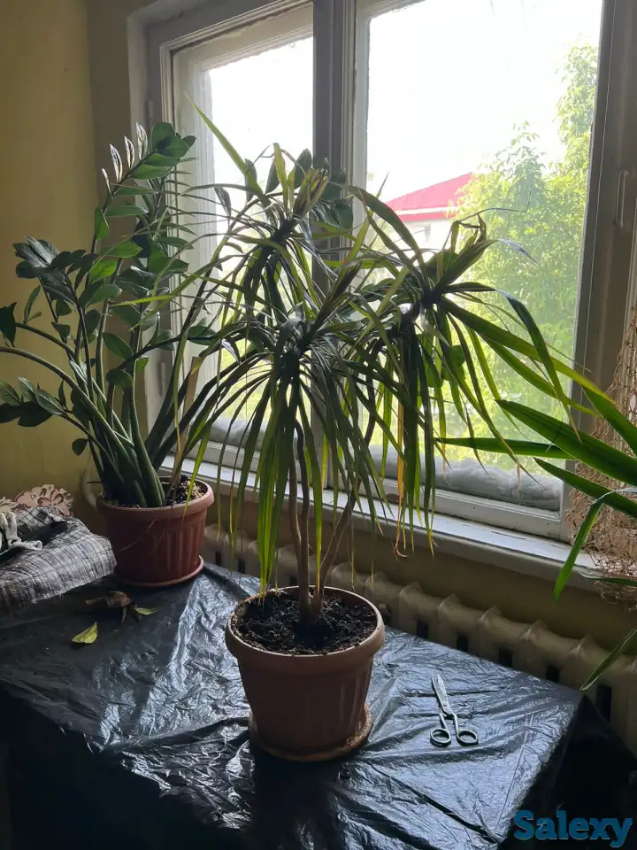 Продаю комнатные растения, фотография 3