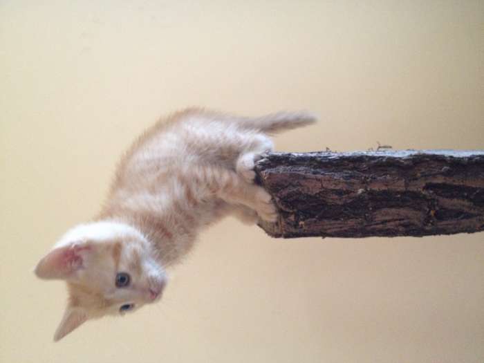 Котята бесплатно, фотография 4