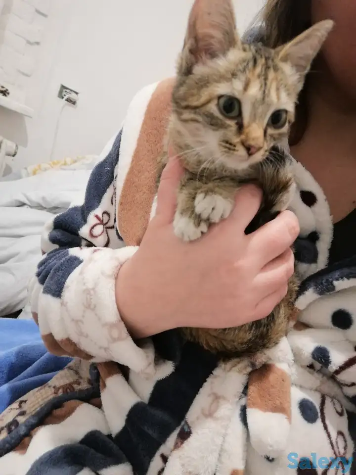 Отдам котёнка, фотография 1