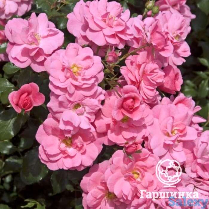 Роза Мираж флорибунда, фотография 1