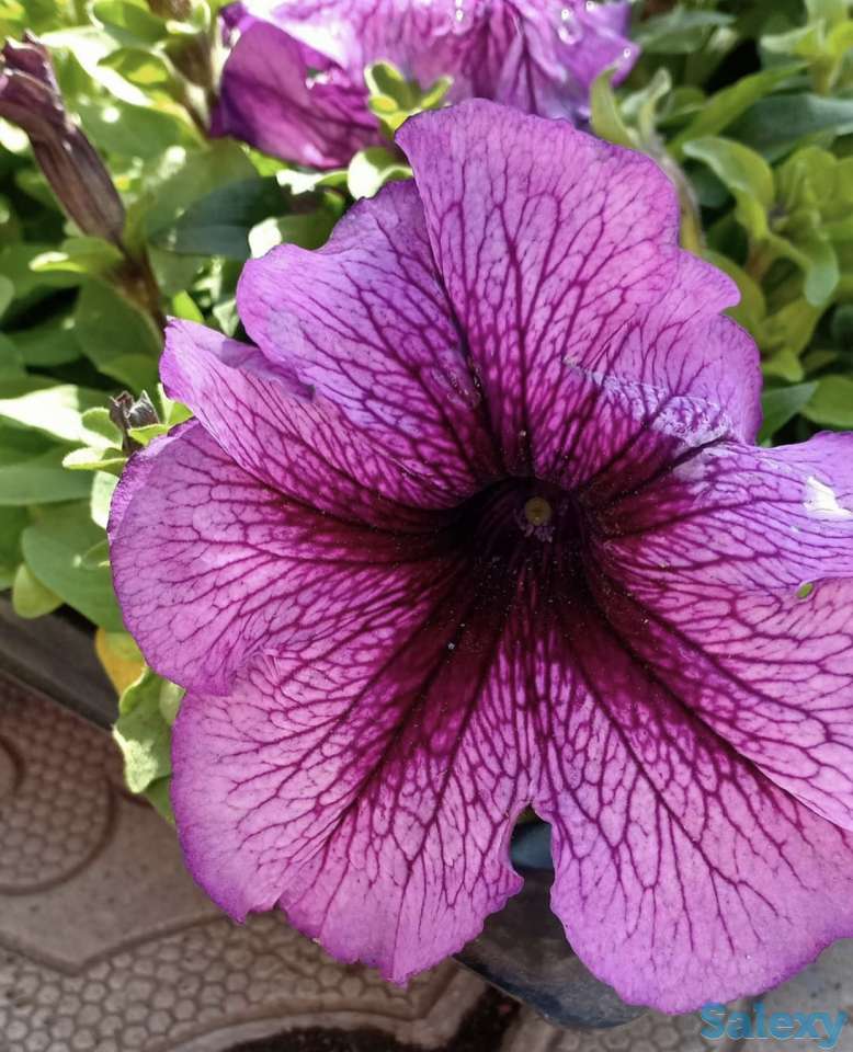 Рассада петунии, фотография 8