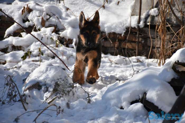 Щенки от Титулованных родителей, фотография 2