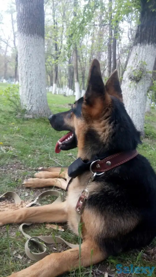 Продаются щенки немецкой овчарки, фотография 1