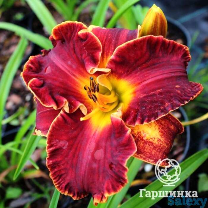 Лилейник ноти ред, фотография 1