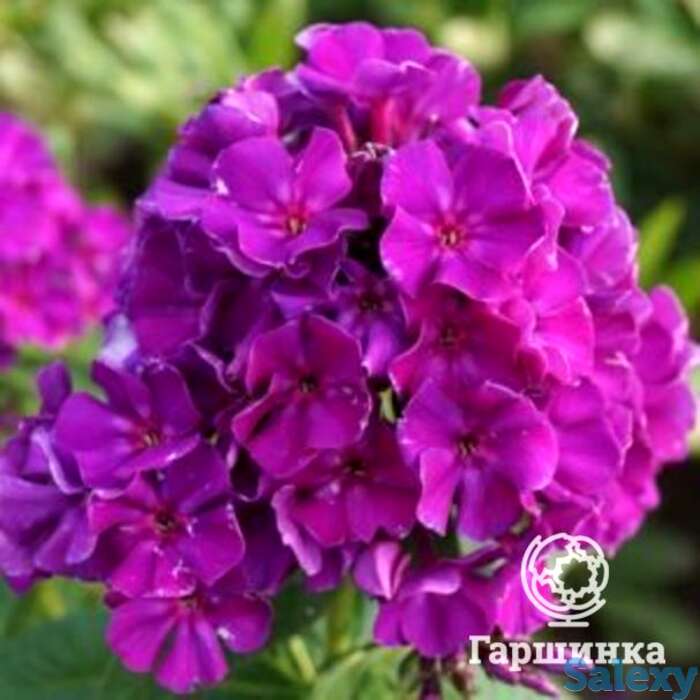 Флокс метельчатый Роберта, фотография 1