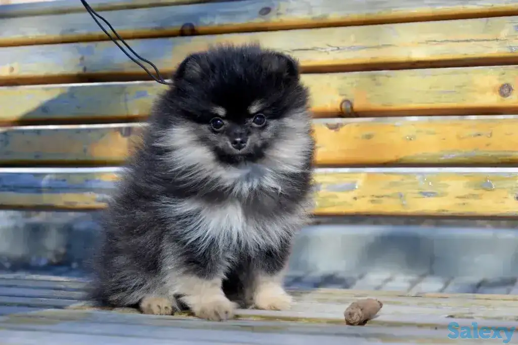 Щенки померанского шпица, фотография 4