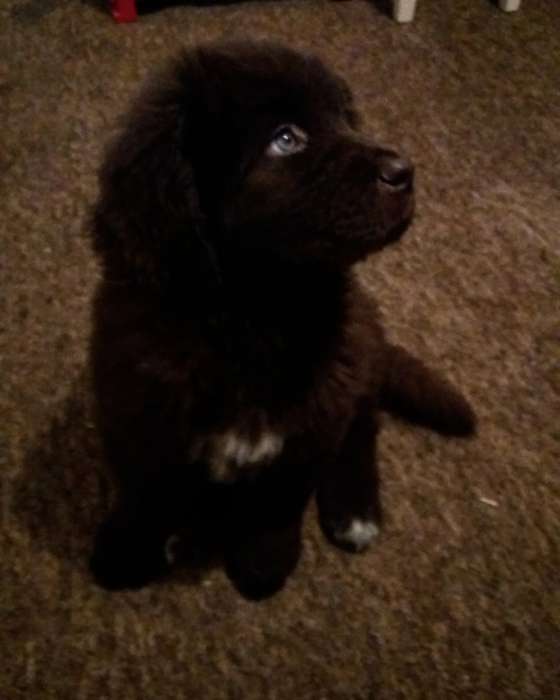 Продам щенка ньюфаундленда , фотография 2