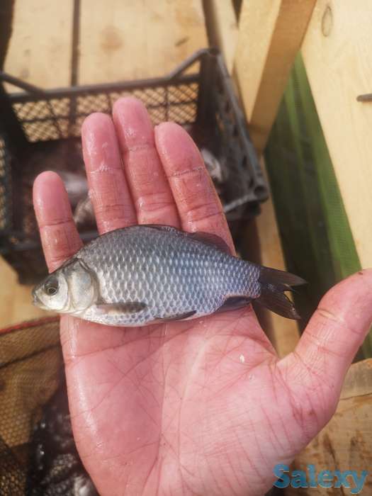 Живец карась, фотография 2