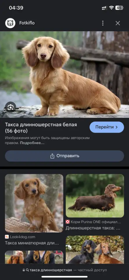 Ищу щенка таксы, фотография 1