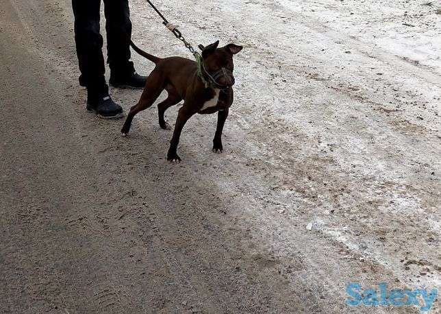 Продам срочно суку Питбуля, фотография 1