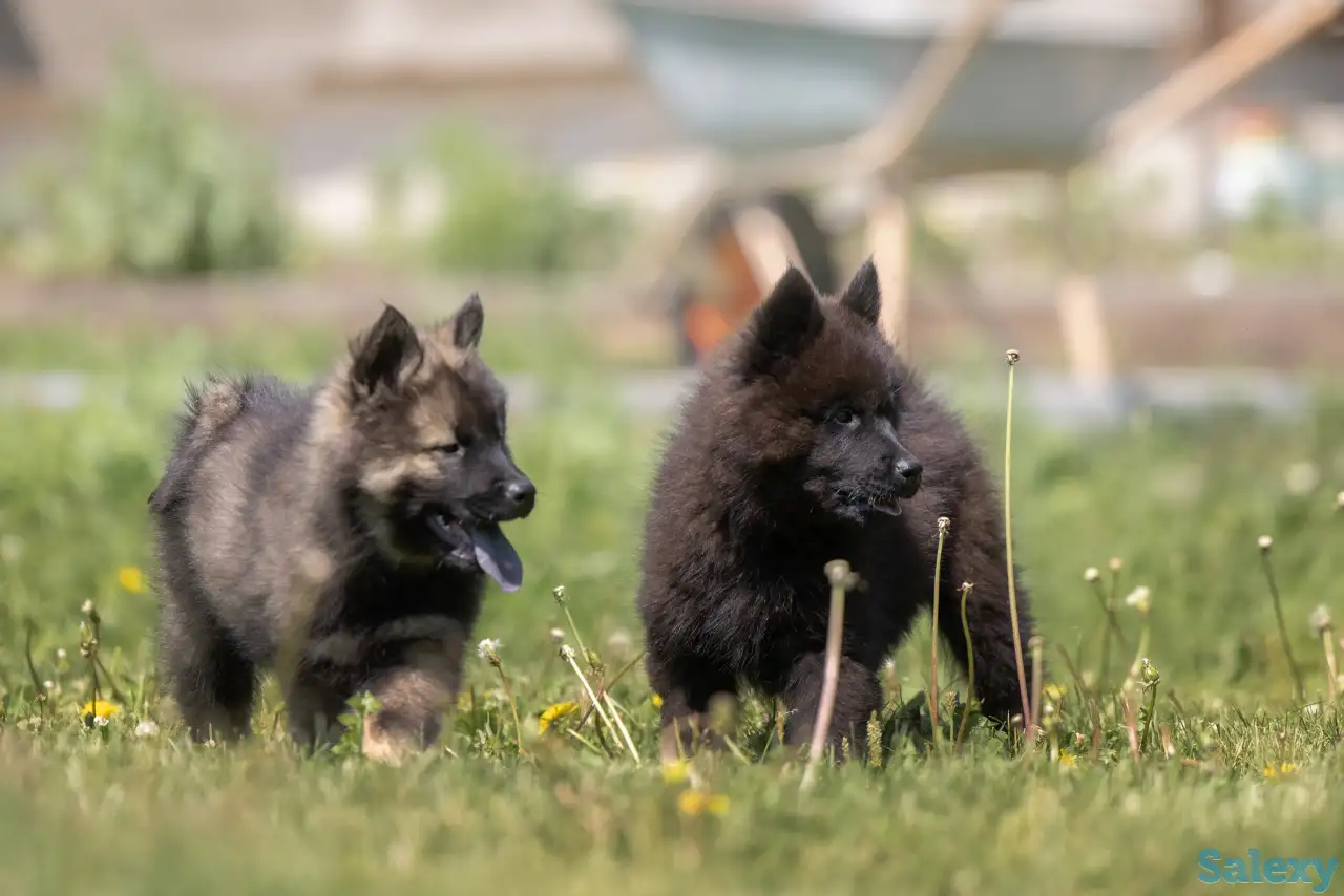 Евразиер! Очень редкая порода!, фотография 1
