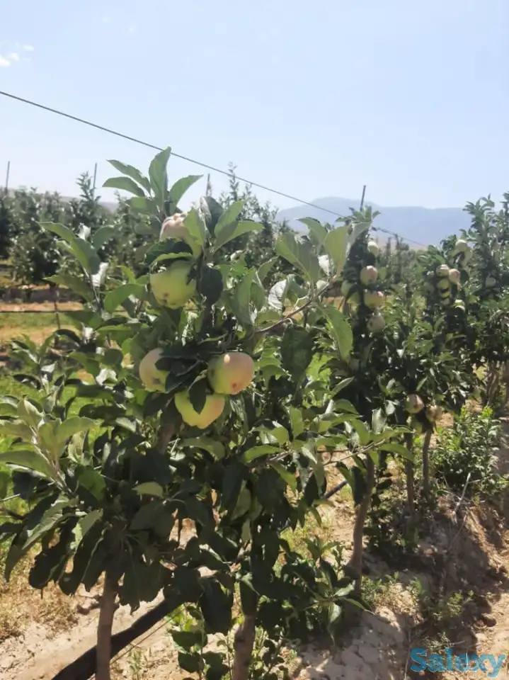 Плодоносящие интенсивный яблоневый и косточковый сады, фотография 2