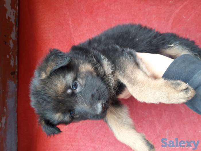 Продам щенков породы немецкая овчарка, фотография 2