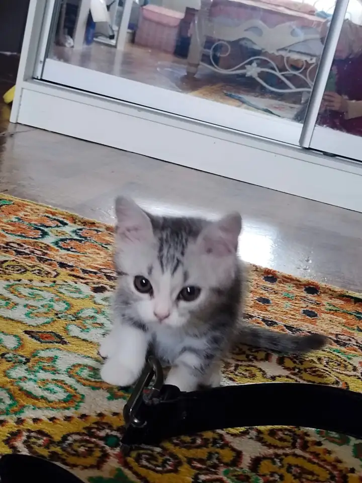 Продаю котенка мальчика,, фотография 3