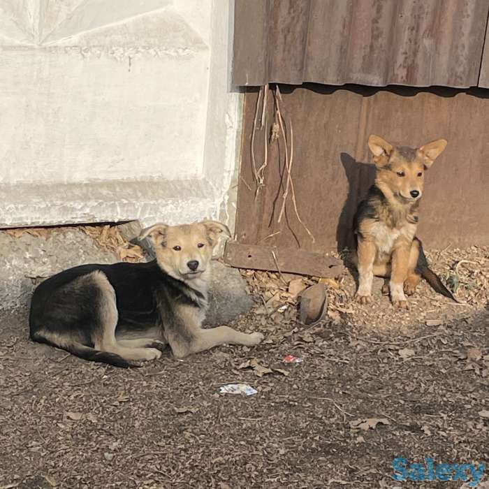 Отдам щенков в хорошие руки!, фотография 2