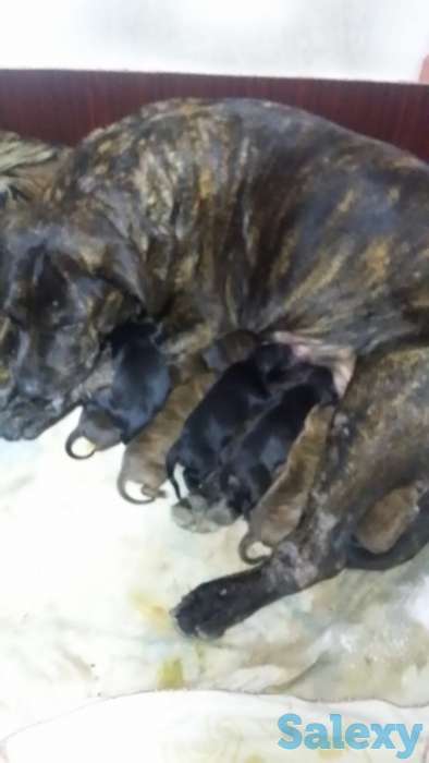 щенки питбультерьер, фотография 4