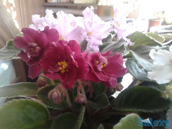 Фиолетовая и бордовая сортовая фиалочка цветущая., фотография 2