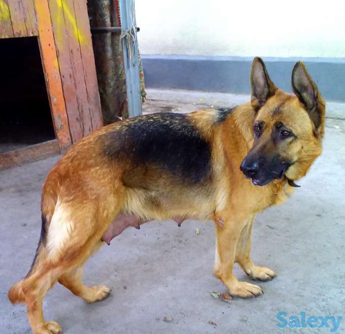 Щенки немецкой овчарки, фотография 4