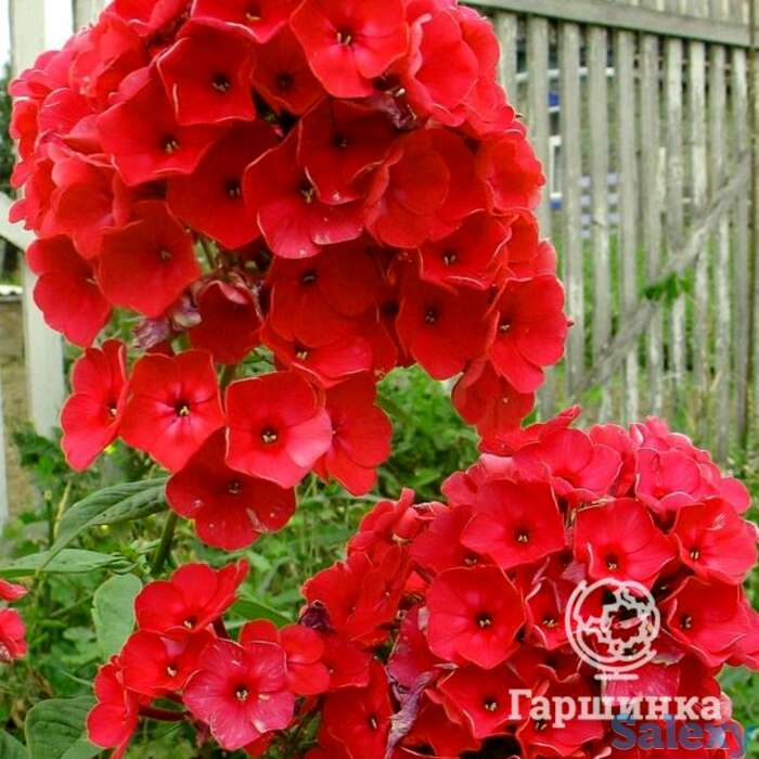 Флокс метельчатый Ред Райдинг Худ, фотография 1