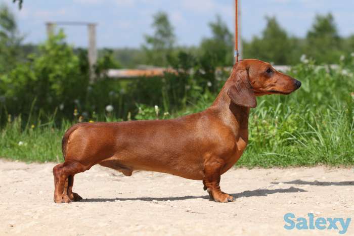 Продадим молодую симпатичную таксу - мальчик 12 месяцев с документами, фотография 1