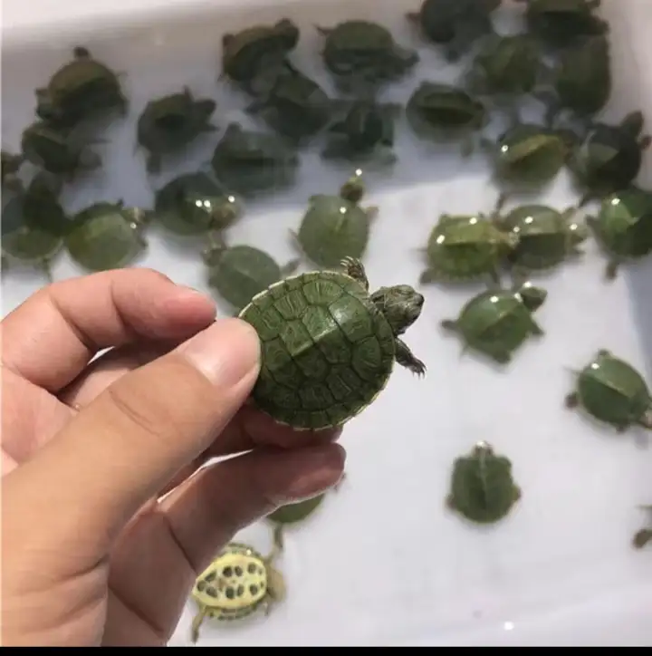 Красноухие черепахи, фотография 1