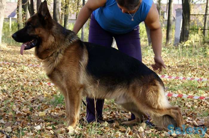 Щенки немецкой овчарки с родословной., фотография 5