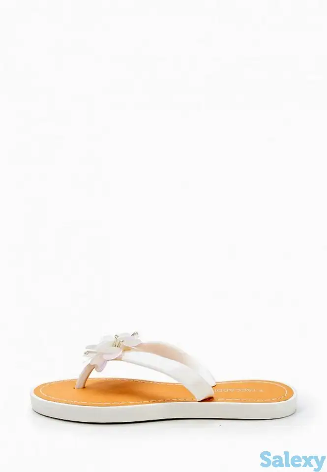 Сланцы t.taccardi, фотография 1