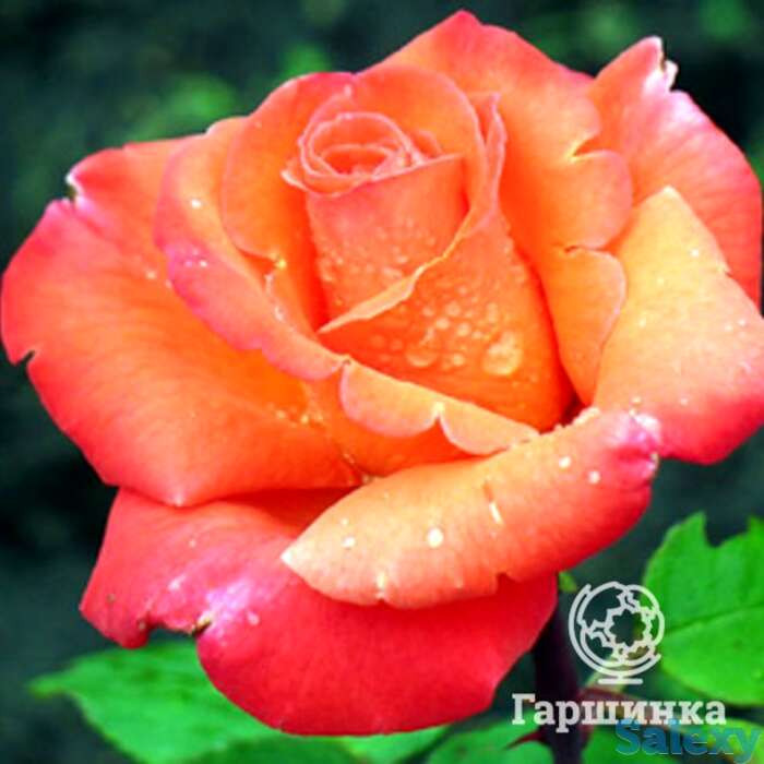 Роза Амбассадор чайно-гибридная, фотография 1