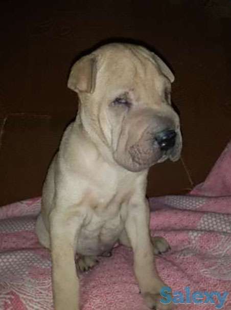 Щенок, фотография 1