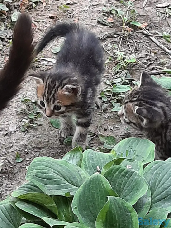 Потерялись хозяева у маленьких котят, фотография 6