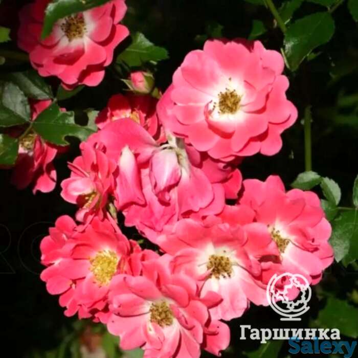 Роза инге шуберт флорибунда, топалович, фотография 1