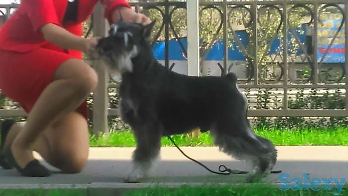 Щенки цвергшнауцера, фотография 2