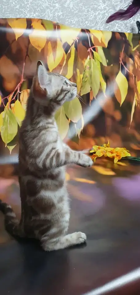 Бенгальские котята от привозных родителей, фотография 1