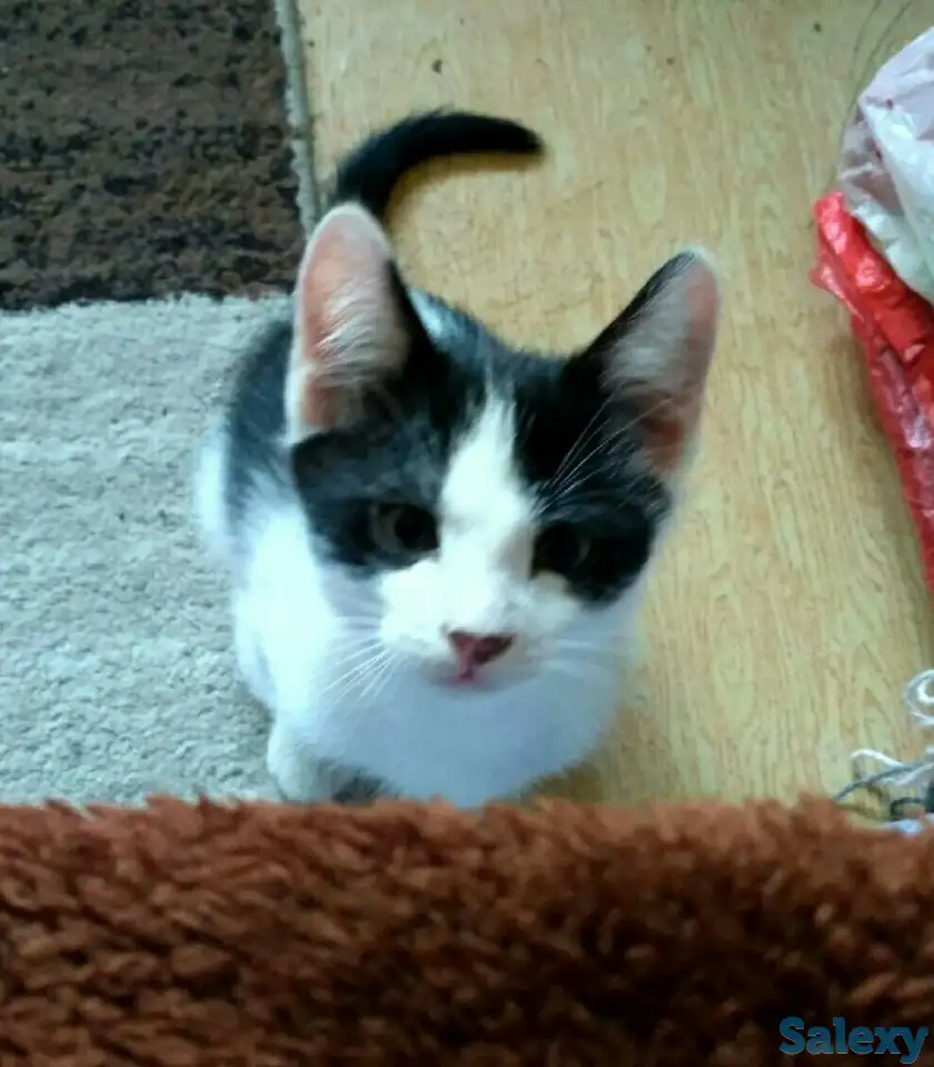 Срочно отдам котят в заботливые руки, фотография 7