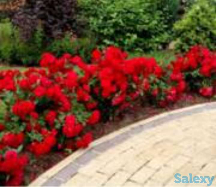 Саженец роза 