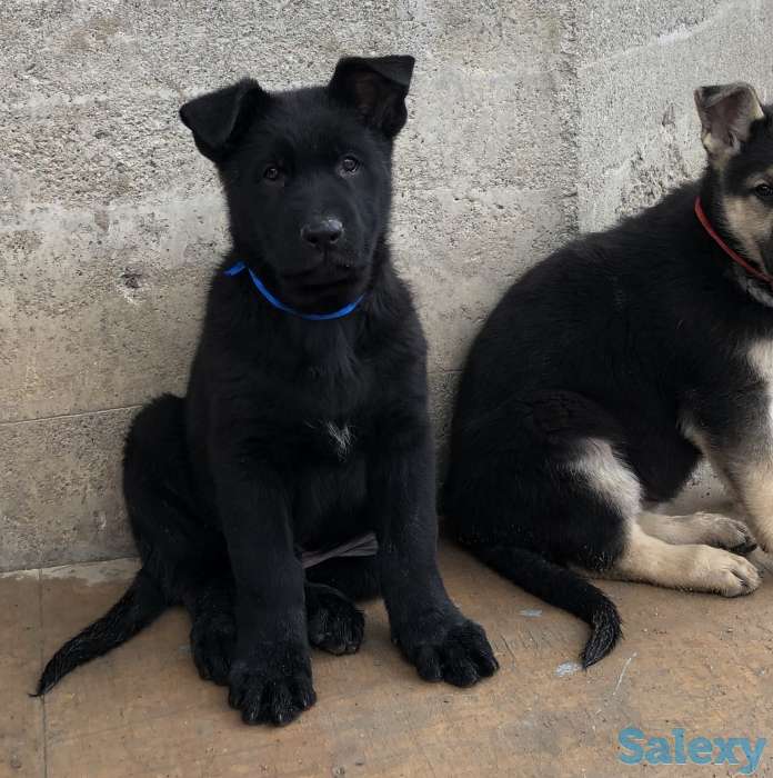 Продаются щенки ВЕО, фотография 7