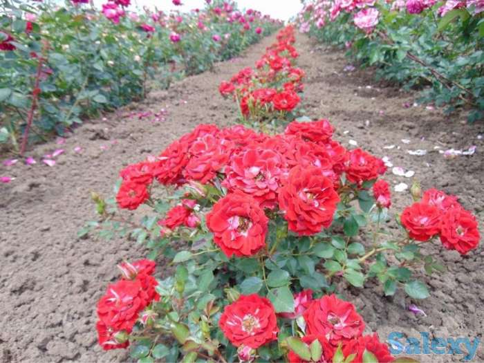 Саженец розы вьющейся и плетистой Сербия, фотография 9