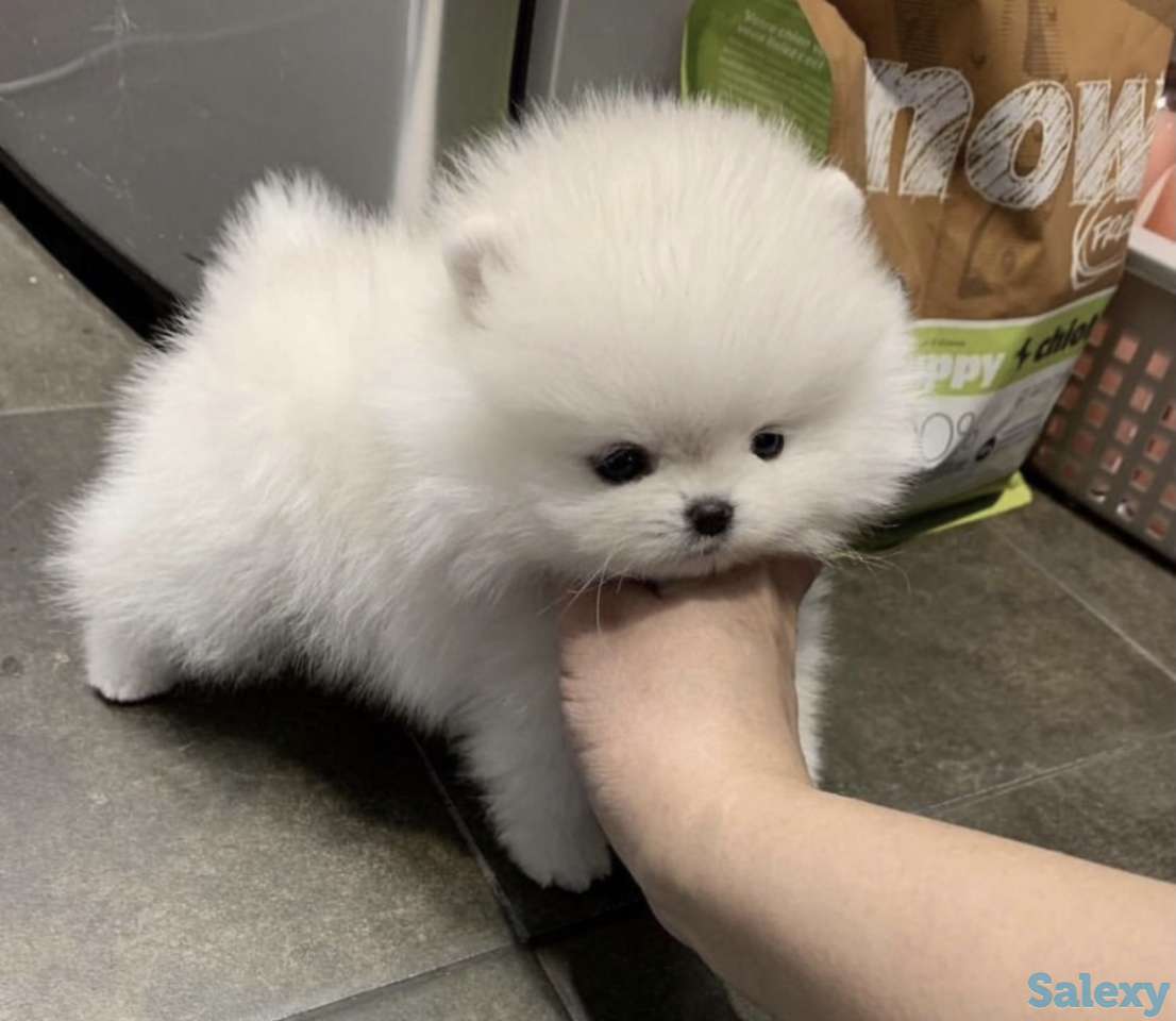 В продаже щенки померашки, фотография 4