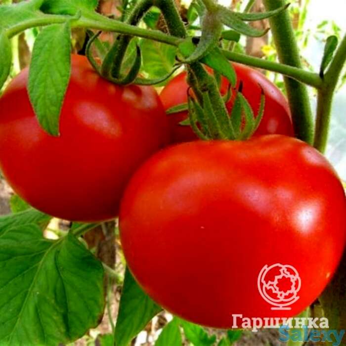 Семена Томат Мишель F1 5шт, фотография 1