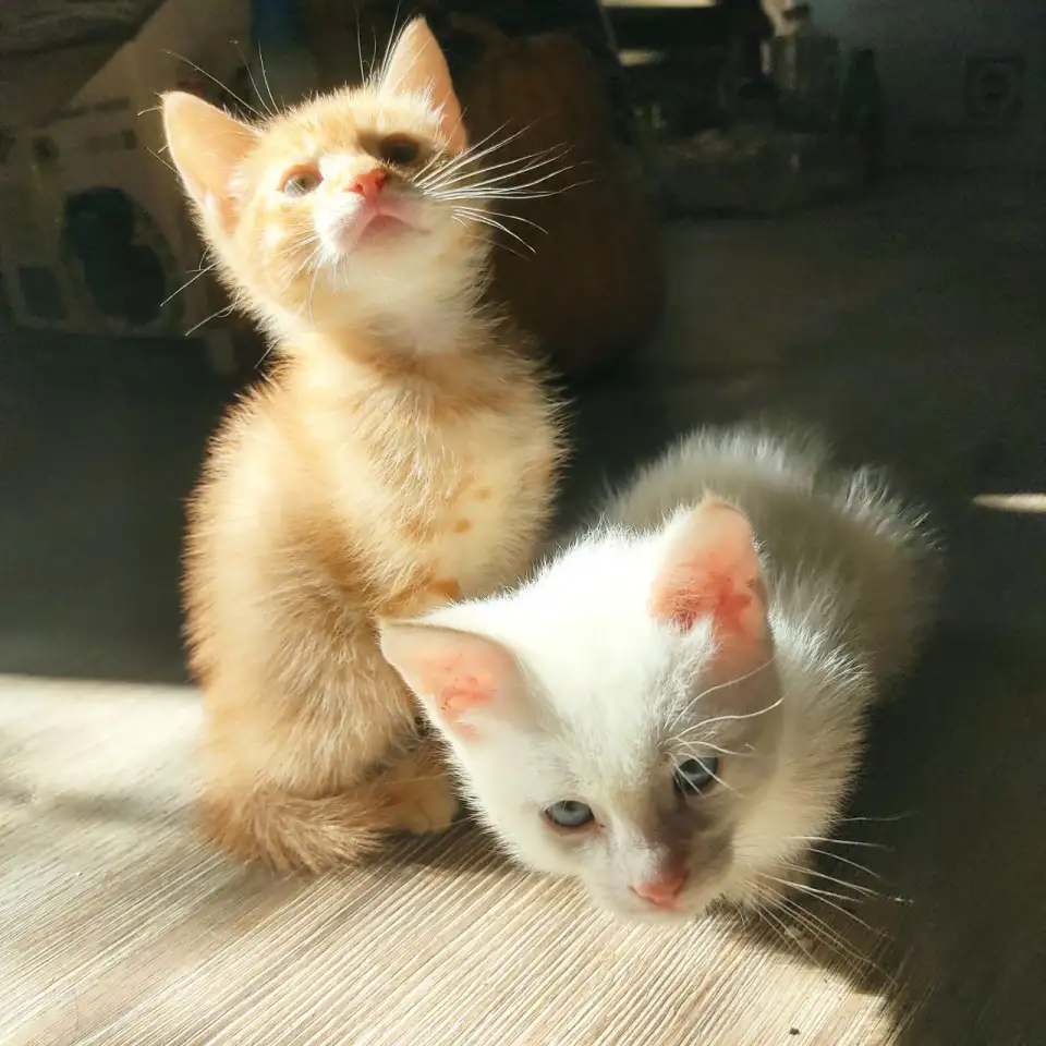 Отдам потрясающих котят в хорошие руки, можем помочь с доставкой, фотография 4