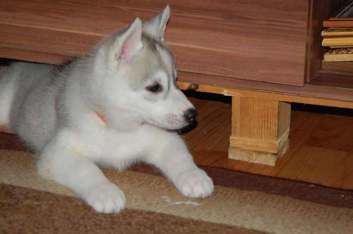 Шикарные щенки с породного питомника Alyaska Road, фотография 1