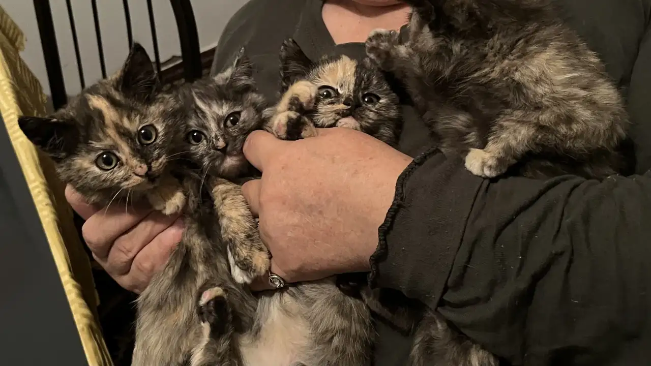 6 котят Девочки Есть домашнюю еду молококорм приучена к лоткуигривыемышеловки, фотография 7