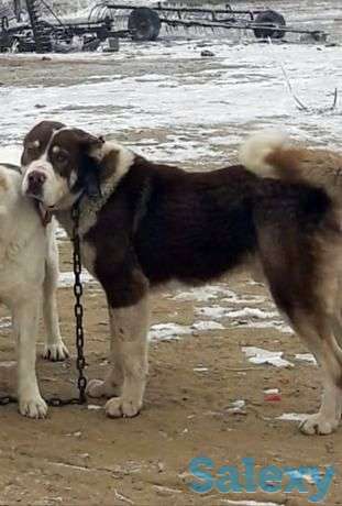 Кобель алабай 2 года бойцовская собака, фотография 1