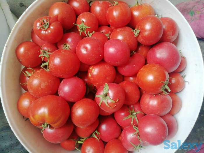 Продам помидоры домашние, фотография 1